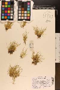 Isolepis carinata image