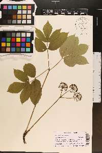 Aralia nudicaulis image