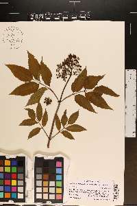 Sambucus racemosa subsp. racemosa image