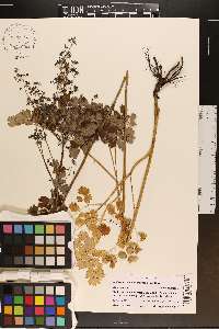 Thalictrum fendleri image