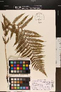 Athyrium asplenioides var. cyclosorum image