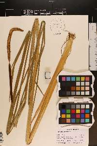 Typha angustifolia image