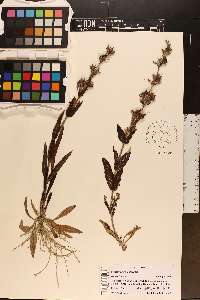 Penstemon albidus image