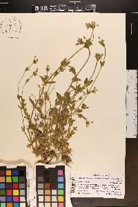 Cerastium fontanum subsp. vulgare image