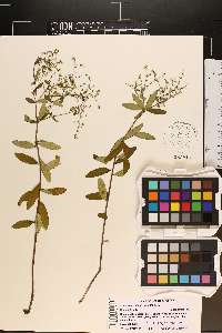 Euphorbia pubentissima image
