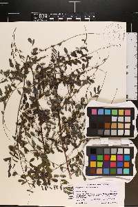 Indigofera caroliniana image