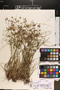 Cyperus croceus image
