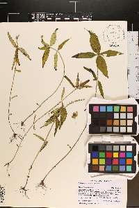 Spigelia anthelmia image
