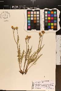 Crepis atribarba image