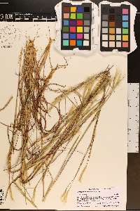 Andropogon ternarius image