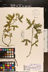 Cnidoscolus urens image