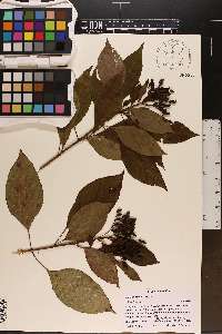 Hamelia patens image