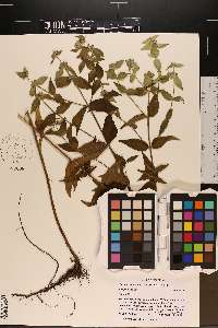 Pycnanthemum muticum image