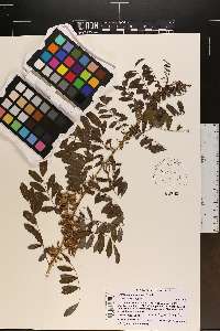 Indigofera suffruticosa image