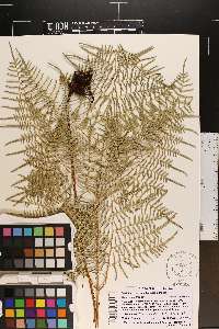 Pteridium caudatum image