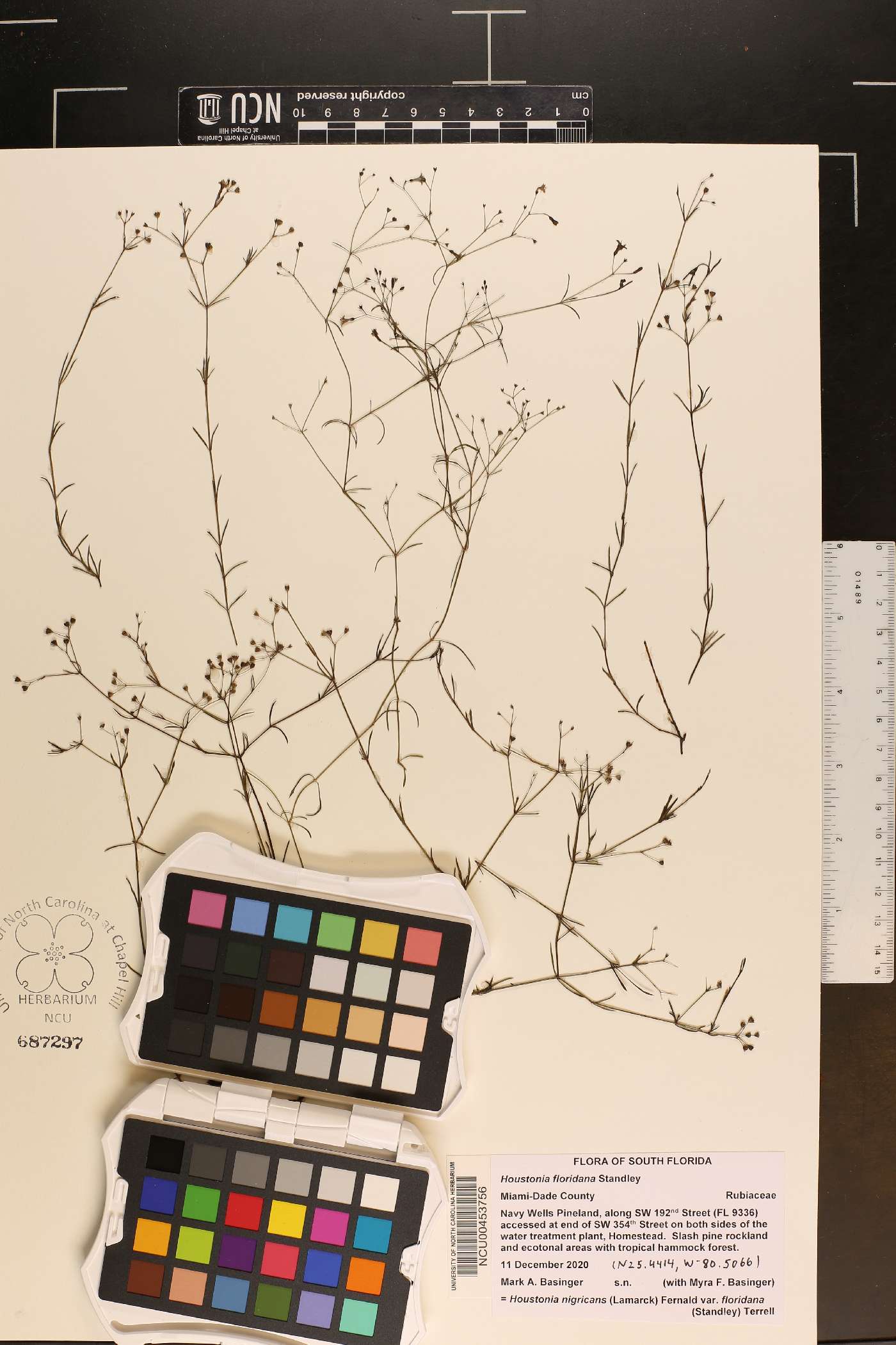 Houstonia floridana image