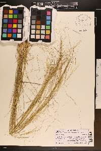 Hesperostipa comata image