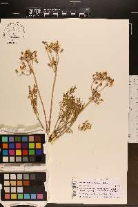 Lomatium orientale image