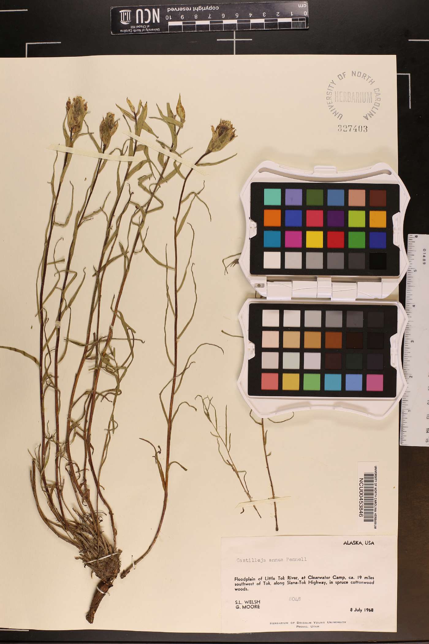 Castilleja annua image