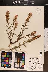 Castilleja applegatei image