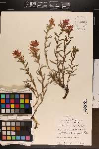 Castilleja applegatei image