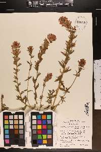 Castilleja applegatei image