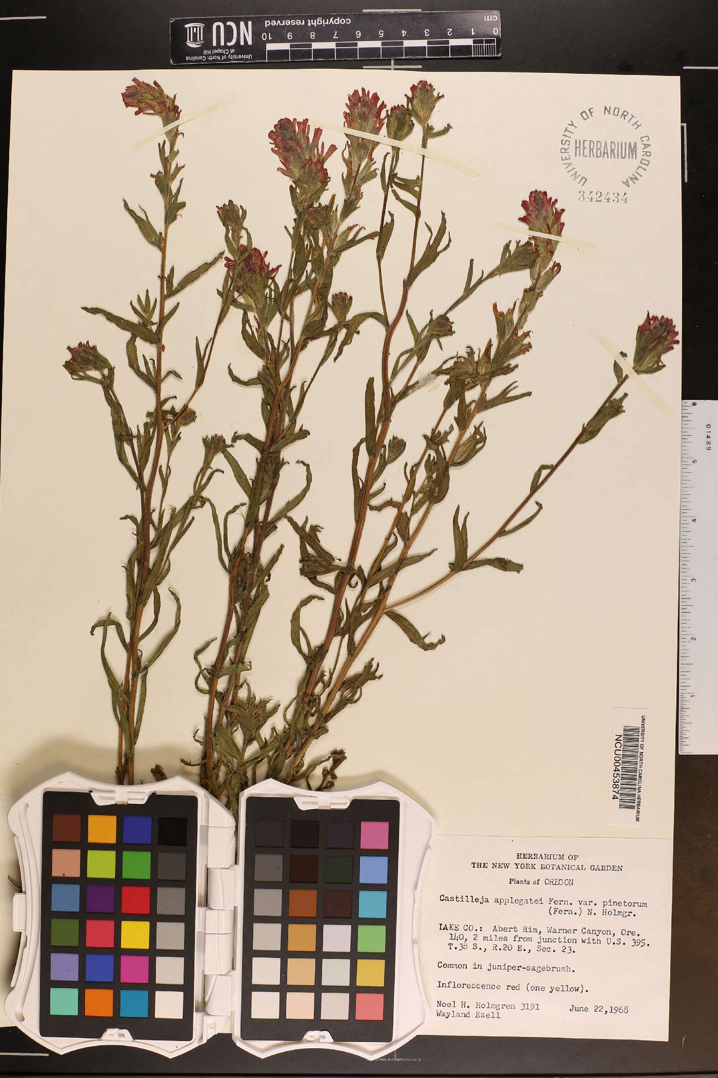 Castilleja applegatei var. pinetorum image