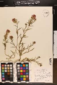 Castilleja applegatei var. pinetorum image