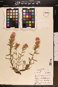 Castilleja applegatei var. pinetorum image