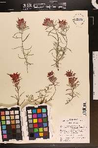 Castilleja scabrida image