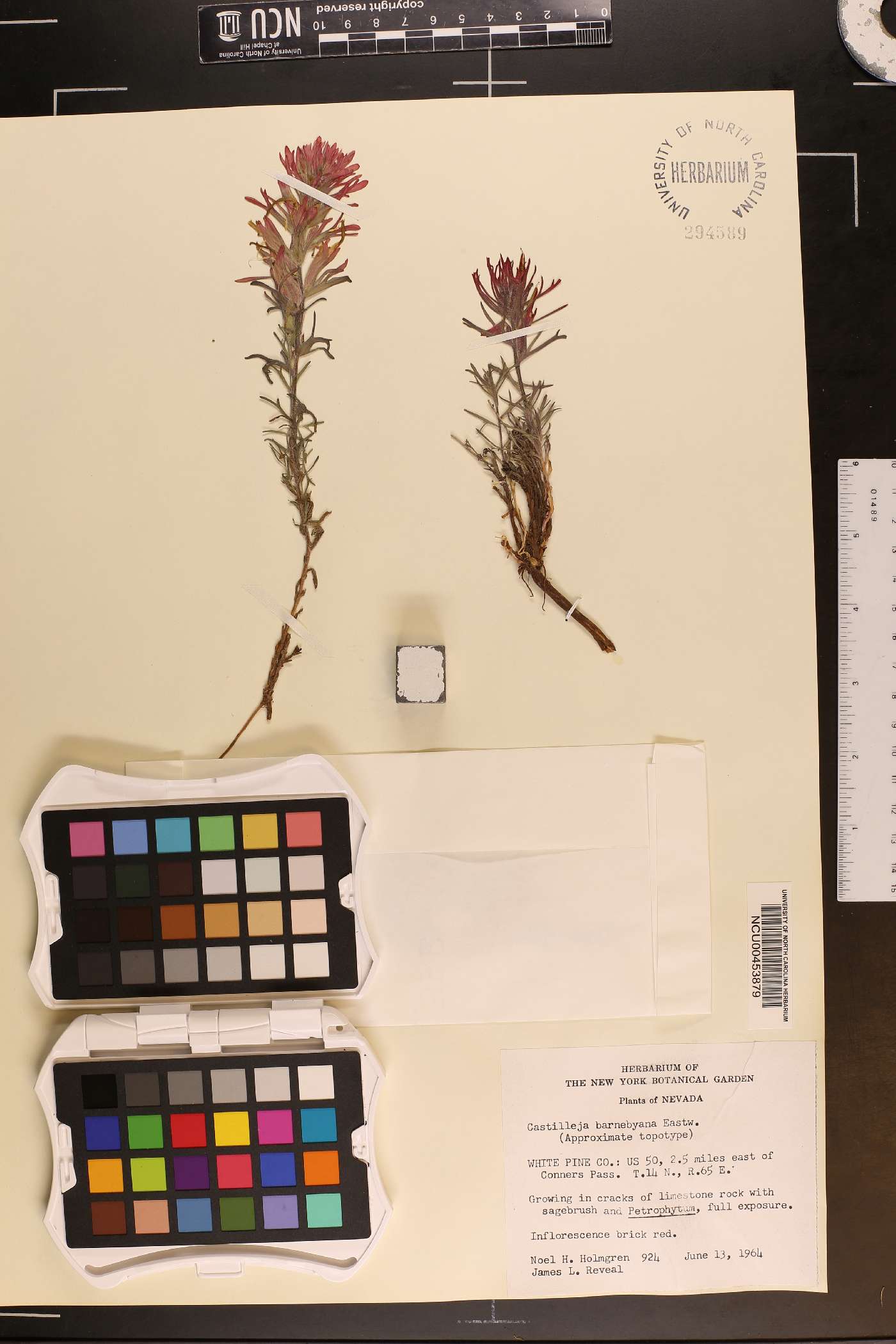 Castilleja scabrida var. barnebyana image