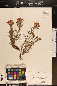 Castilleja chromosa image