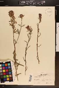 Castilleja chromosa image