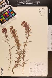 Castilleja chromosa image