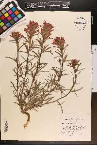 Castilleja chromosa image