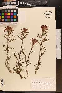 Castilleja chromosa image