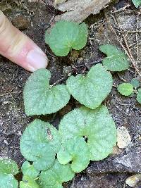 Viola hirsutula image