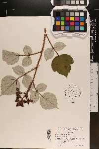 Rubus phoenicolasius image