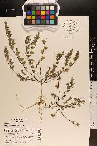 Kummerowia stipulacea image