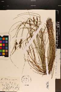 Carex complanata image