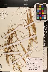 Andropogon gyrans image