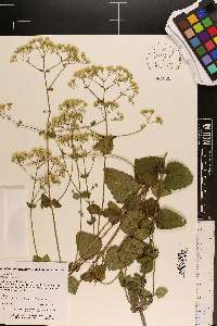 Ageratina aromatica image