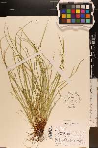 Carex jamesii image