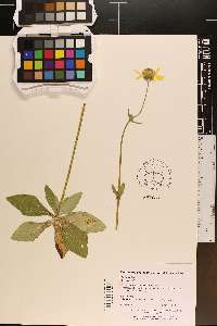 Arnica acaulis image