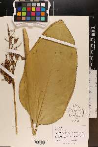 Thalia dealbata image