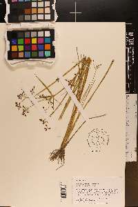 Rhynchospora nitens image