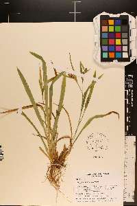 Carex glaucodea image