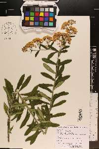 Asclepias tuberosa var. rolfsii image