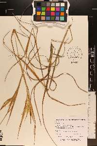 Andropogon gyrans image