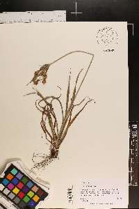 Cyperus plukenetii image